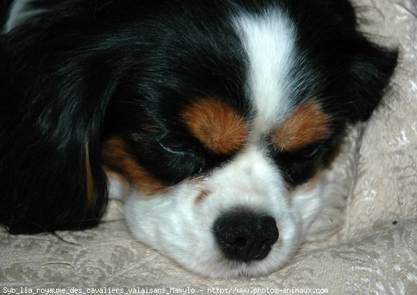 Photo de Cavalier king charles spaniel