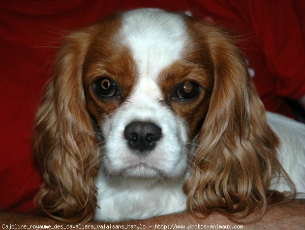 Photo de Cavalier king charles spaniel