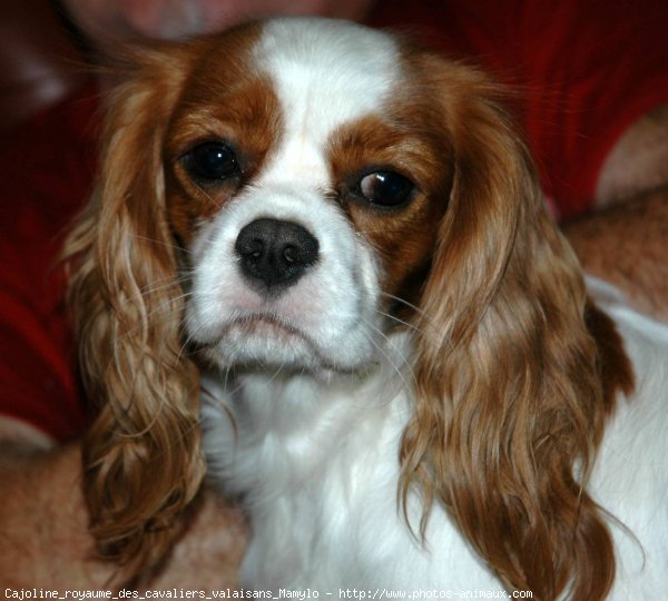 Photo de Cavalier king charles spaniel