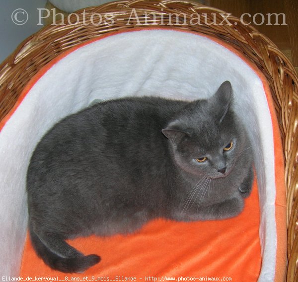 Photo de Chartreux