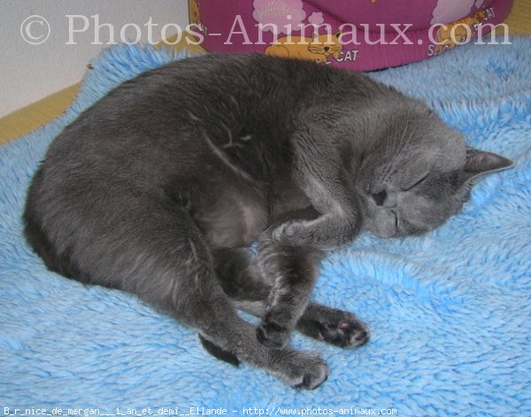 Photo de Chartreux