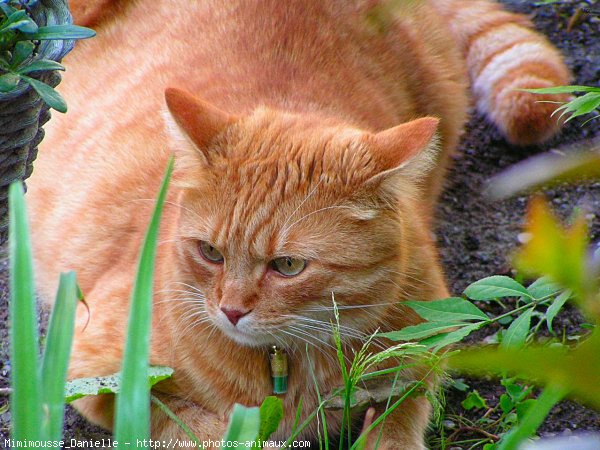 Photo de Chat domestique