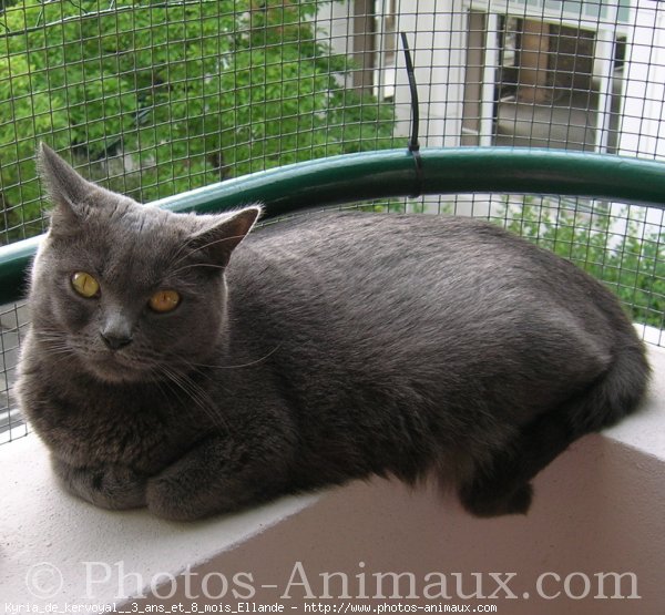 Photo de Chartreux