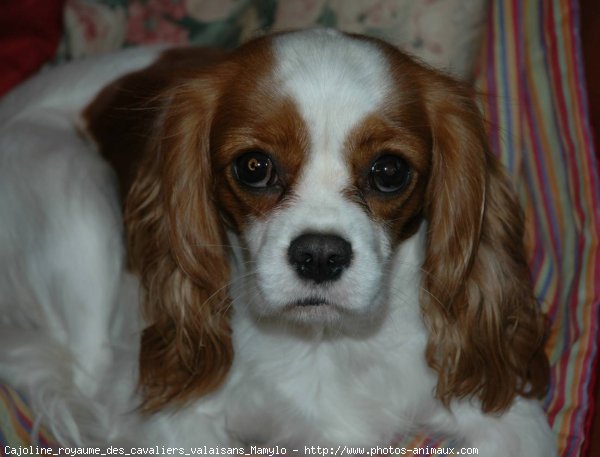 Photo de Cavalier king charles spaniel