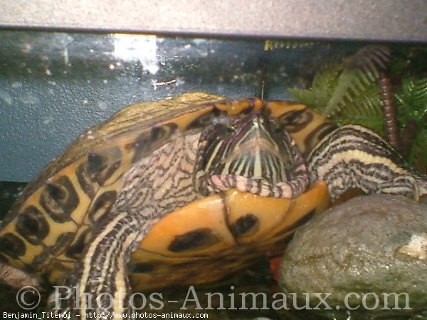 Photo de Tortue