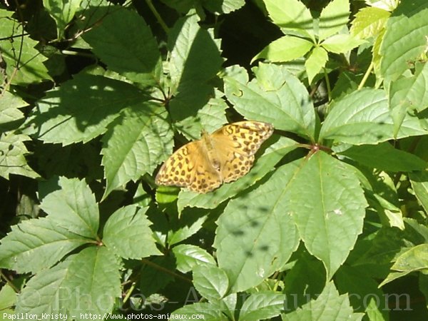 Photo de Papillon