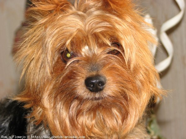 Photo de Yorkshire terrier