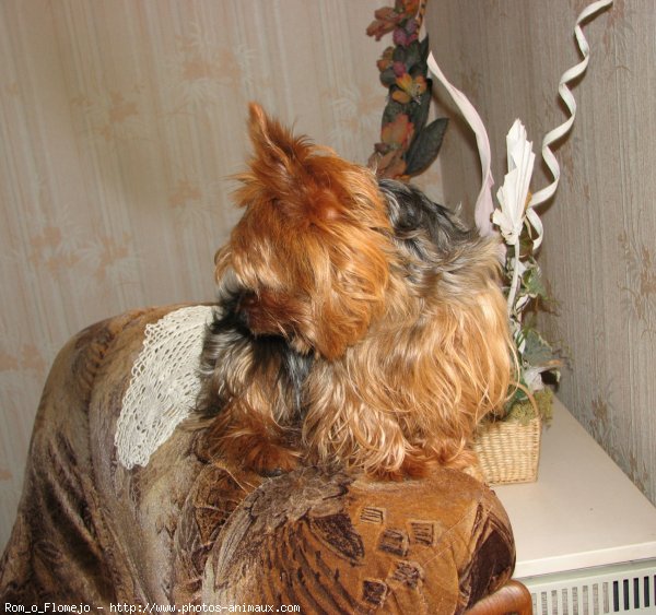 Photo de Yorkshire terrier