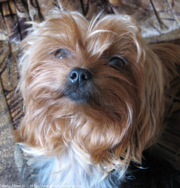 Photo de Yorkshire terrier