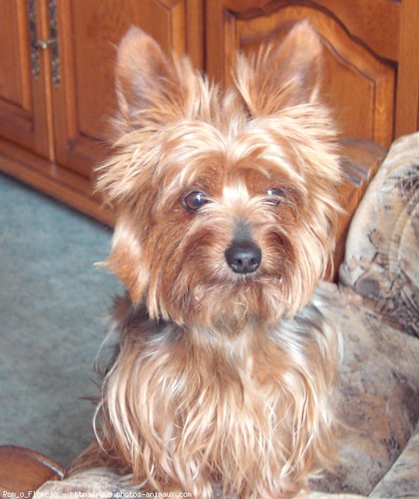 Photo de Yorkshire terrier