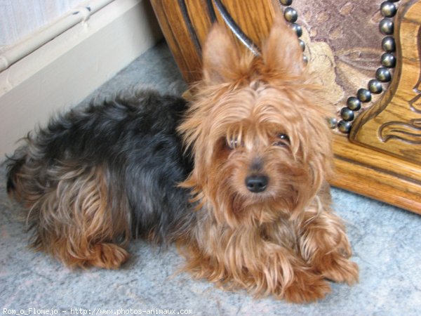 Photo de Yorkshire terrier