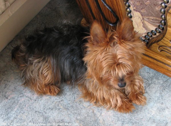 Photo de Yorkshire terrier