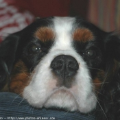 Photo de Cavalier king charles spaniel