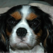 Photo de Cavalier king charles spaniel