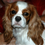 Photo de Cavalier king charles spaniel