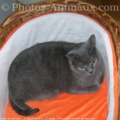 Photo de Chartreux