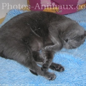 Photo de Chartreux