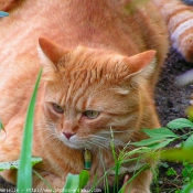 Photo de Chat domestique