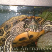 Photo de Tortue