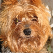 Photo de Yorkshire terrier