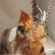 Photo de Yorkshire terrier