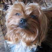 Photo de Yorkshire terrier