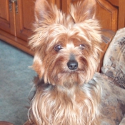 Photo de Yorkshire terrier