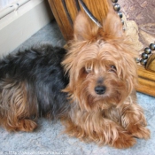 Photo de Yorkshire terrier