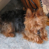 Photo de Yorkshire terrier