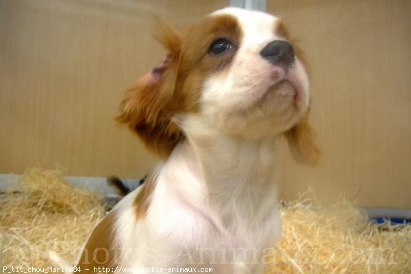 Photo de Cavalier king charles spaniel