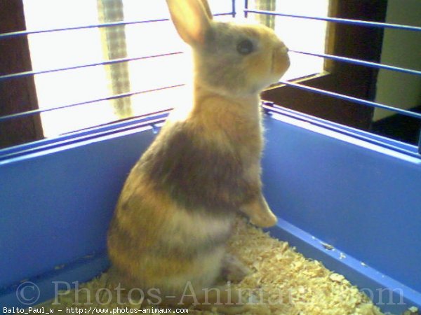 Photo de Lapin