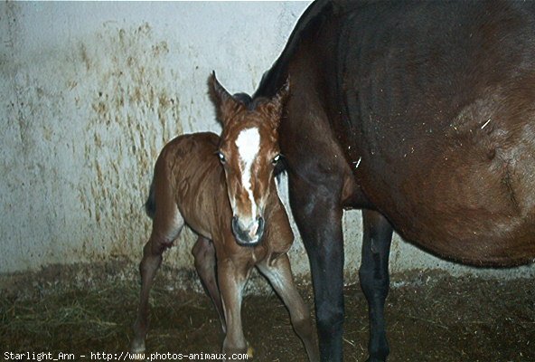 Photo de Quarter horse