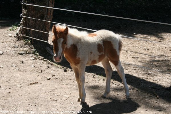 Photo de Shetland