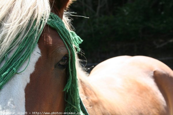 Photo de Haflinger