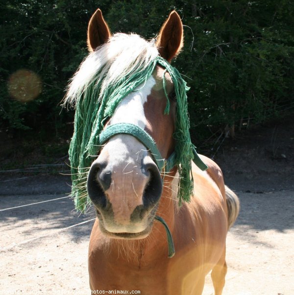 Photo de Haflinger