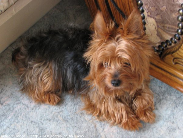 Photo de Yorkshire terrier