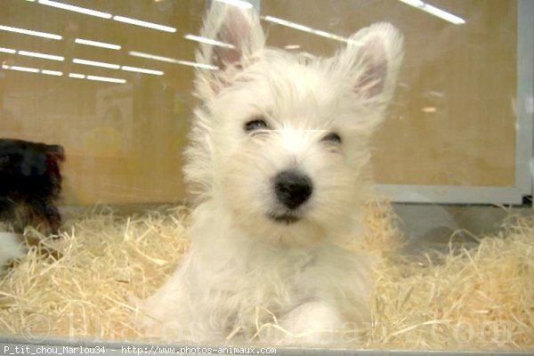 Photo de West highland white terrier