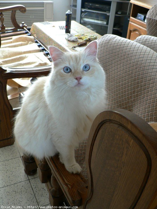 Photo de Ragdoll