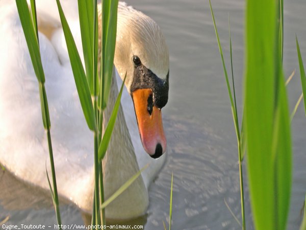 Photo de Cygne