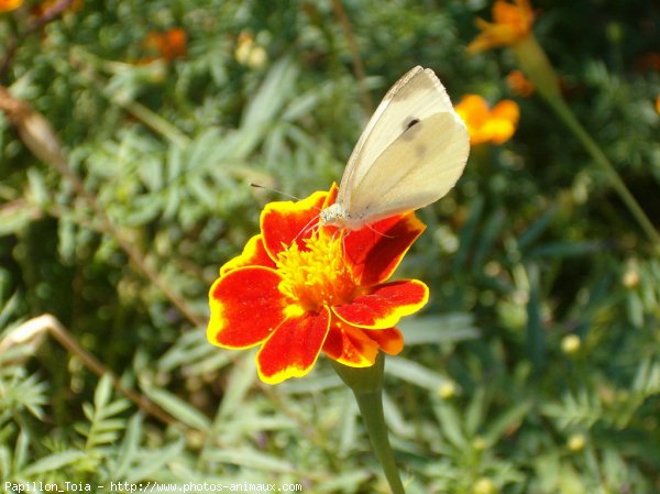 Photo de Papillon