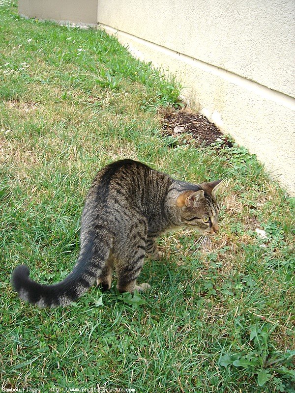 Photo de Chat domestique