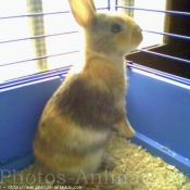 Photo de Lapin