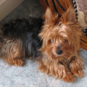 Photo de Yorkshire terrier