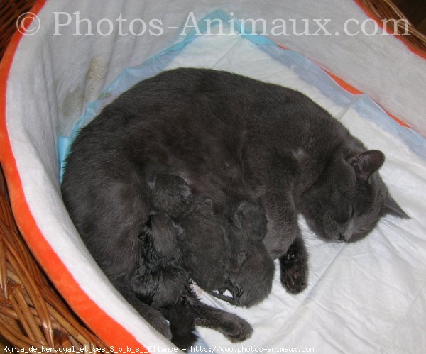 Photo de Chartreux