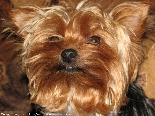 Photo de Yorkshire terrier