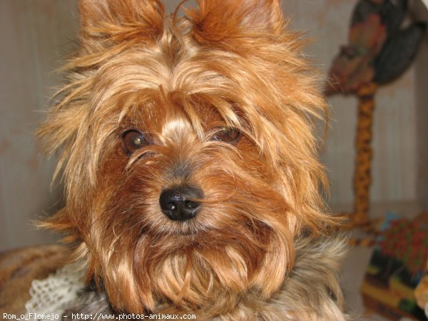 Photo de Yorkshire terrier