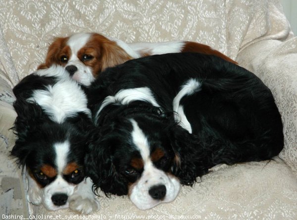 Photo de Cavalier king charles spaniel