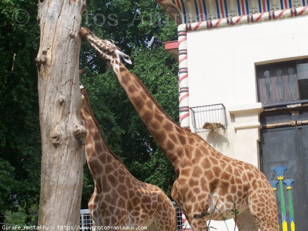 Photo de Girafe