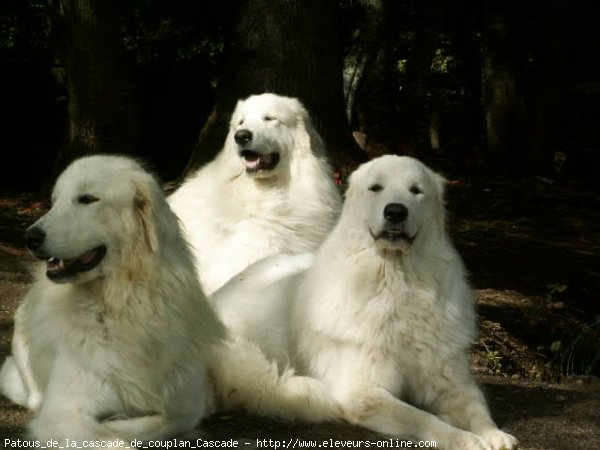 Photo de Chien de montagne des pyrnes