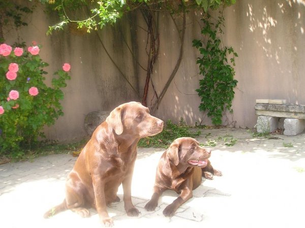 Photo de Labrador retriever